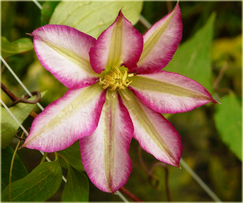 Powojnik Betty Risdon Clematis Betty Risdon