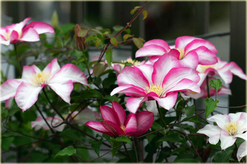 Powojnik Betty Risdon Clematis Betty Risdon