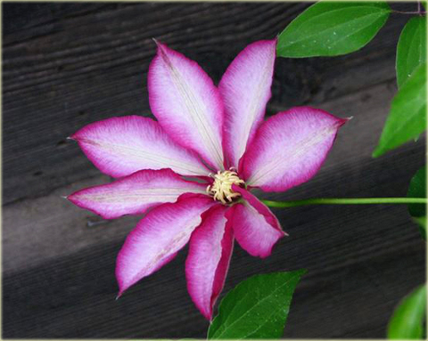 Powojnik Betty Risdon Clematis Betty Risdon