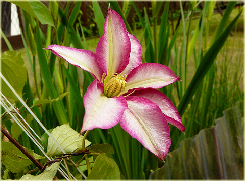 Powojnik Betty Risdon Clematis Betty Risdon