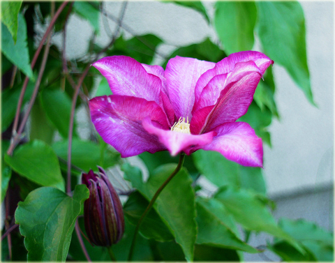 Powojnik Betty Risdon Clematis Betty Risdon