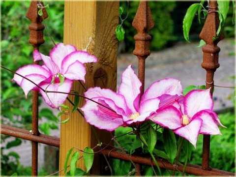 Powojnik Betty Risdon Clematis Betty Risdon