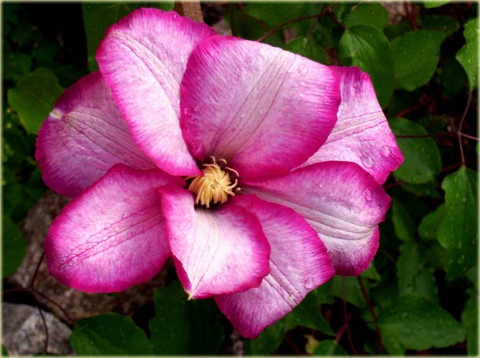 Powojnik Betty Risdon Clematis Betty Risdon