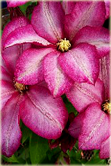 Powojnik Betty Risdon Clematis Betty Risdon