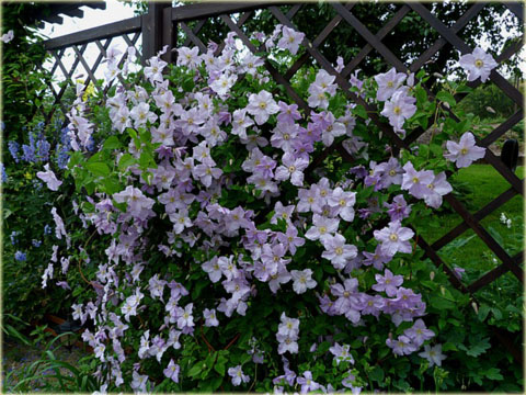 Powojnik Błękitny Anioł Clematis Błękitny Anioł 