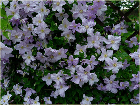 Powojnik Błękitny Anioł Clematis Błękitny Anioł 