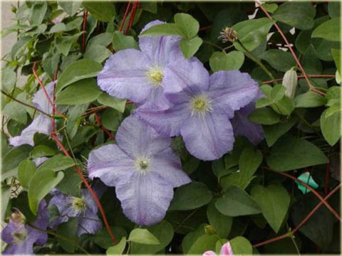 Powojnik Błękitny Anioł Clematis Błękitny Anioł 
