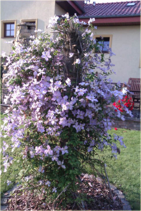 Powojnik Błękitny Anioł Clematis Błękitny Anioł 