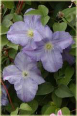  Powojnik Błękitny Anioł