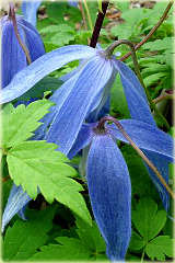 Powojnik Blue Bird Clematis Blue Bird