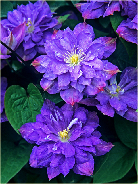 Powojnik Blue Explosion Clematis Blue Explosion