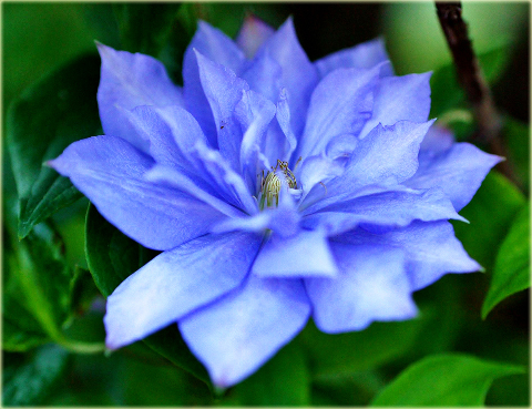 Powojnik Blue Explosion Clematis Blue Explosion