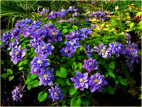 Powojnik Blue Explosion Clematis Blue Explosion