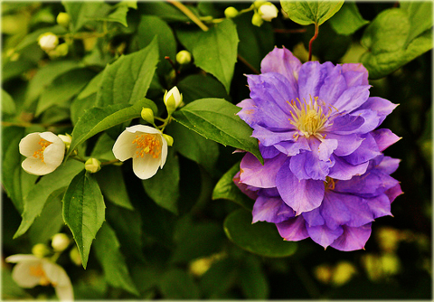 Powojnik Blue Explosion Clematis Blue Explosion