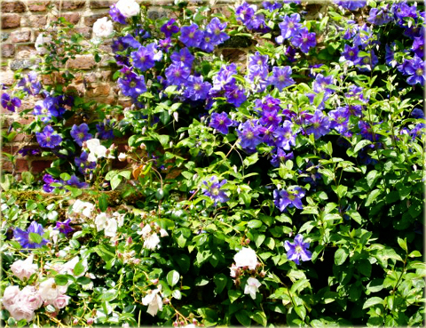 Powojnik Blue Explosion Clematis Blue Explosion