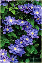 Powojnik Blue Explosion Clematis Blue Explosion