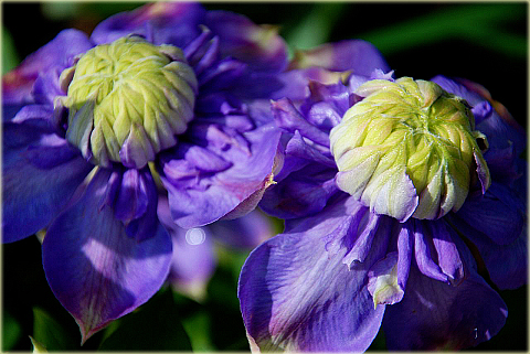 Powojnik Blue Light Clematis Blue Light
