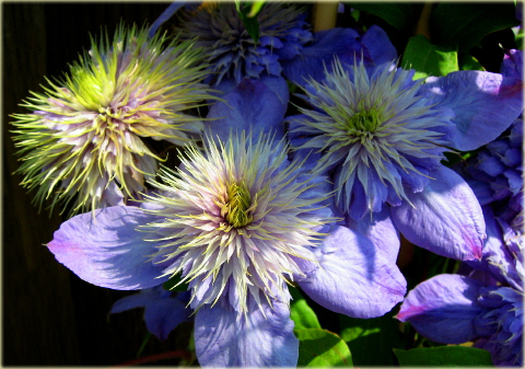 Powojnik Blue Light Clematis Blue Light