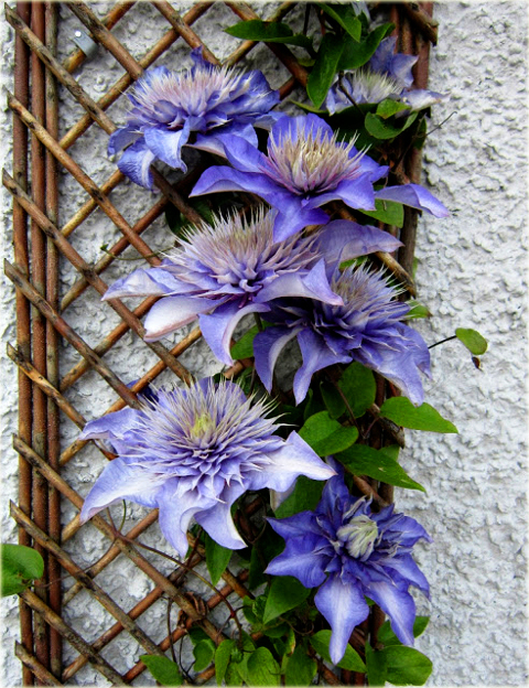 Powojnik Blue Light Clematis Blue Light