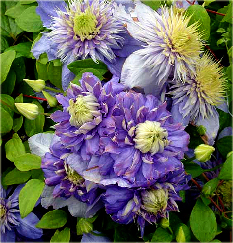 Powojnik Blue Light Clematis Blue Light