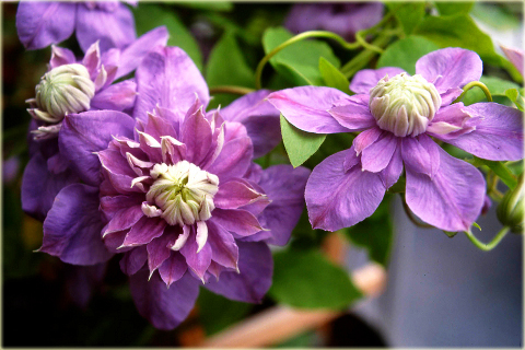 Powojnik Blue Light Clematis Blue Light
