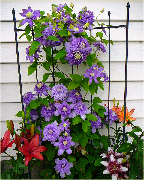 Powojnik Blue Light Clematis Blue Light