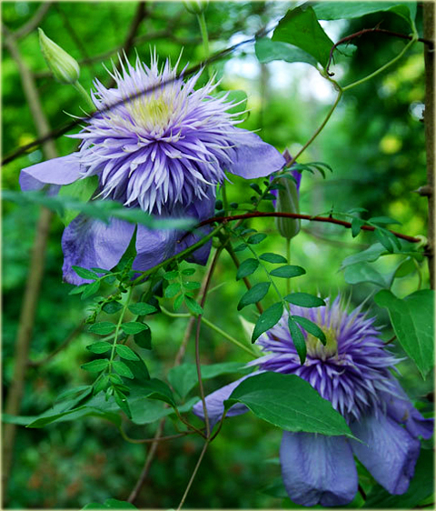 Powojnik Blue Light Clematis Blue Light