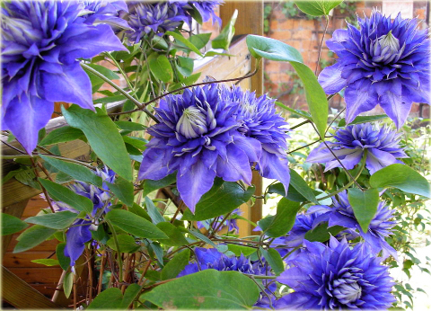 Powojnik Blue Light Clematis Blue Light