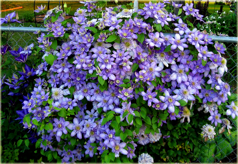 Powojnik Blue Light Clematis Blue Light