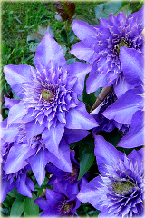 Powojnik Blue Light Clematis Blue Light