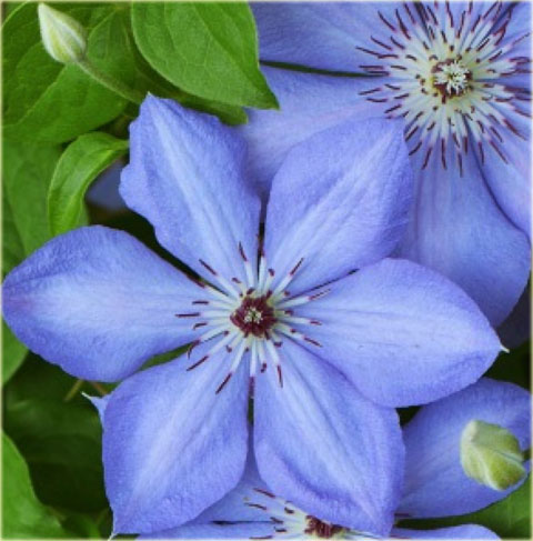 Powojnik Blue Pillar Clematis Blue Pillar