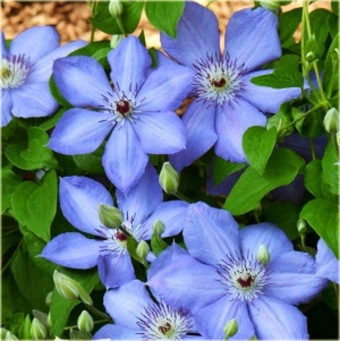 Powojnik Blue Pillar Clematis Blue Pillar