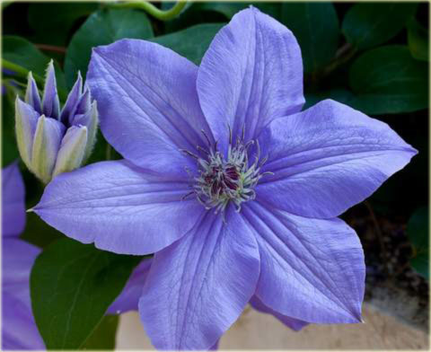 Powojnik Blue Pillar Clematis Blue Pillar