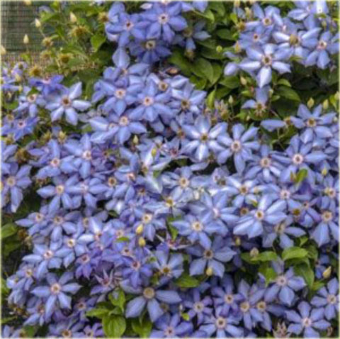 Powojnik Blue Pillar Clematis Blue Pillar