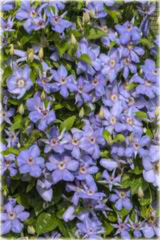 Powojnik Blue Pillar Clematis Blue Pillar