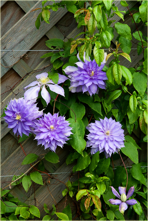 Powojnik Countess of Lovelace Clematis Countess of Lovelace