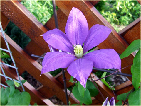 Powojnik Countess of Lovelace Clematis Countess of Lovelace
