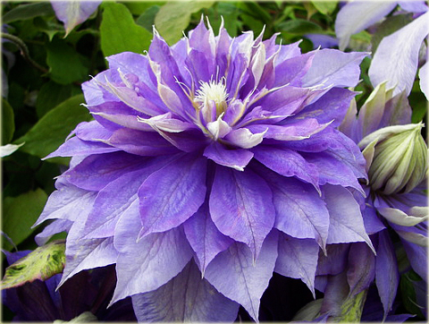 Powojnik Countess of Lovelace Clematis Countess of Lovelace