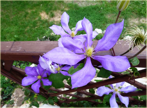 Powojnik Countess of Lovelace Clematis Countess of Lovelace