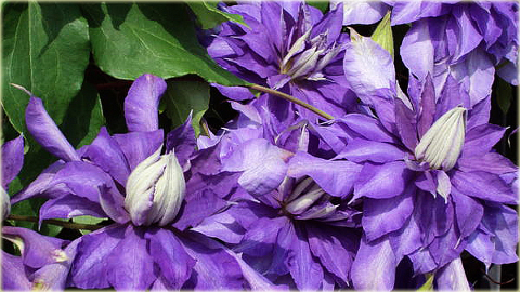 Powojnik Countess of Lovelace Clematis Countess of Lovelace