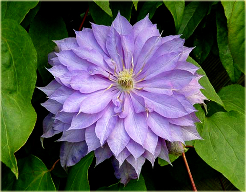Powojnik Countess of Lovelace Clematis Countess of Lovelace