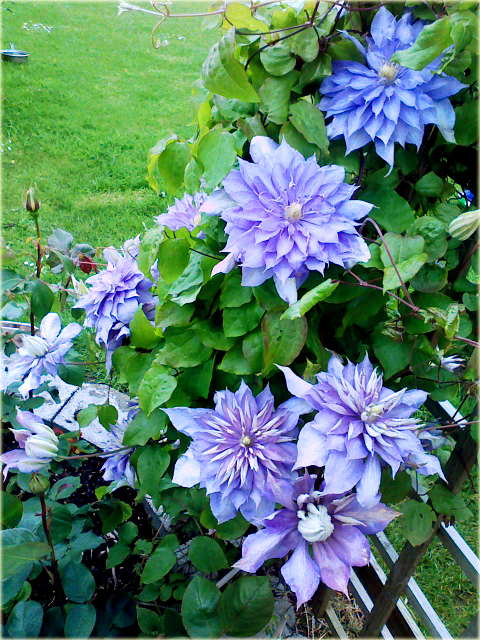 Powojnik Countess of Lovelace Clematis Countess of Lovelace