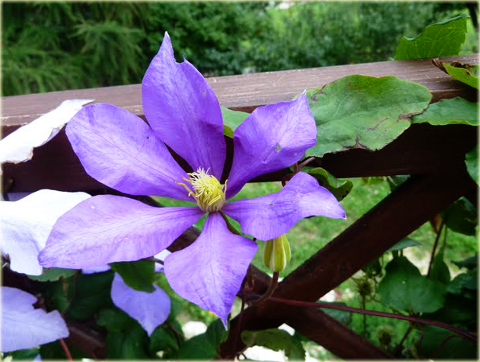 Powojnik Countess of Lovelace Clematis Countess of Lovelace