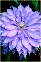 Powojnik Countess of Lovelace Clematis Countess of Lovelace