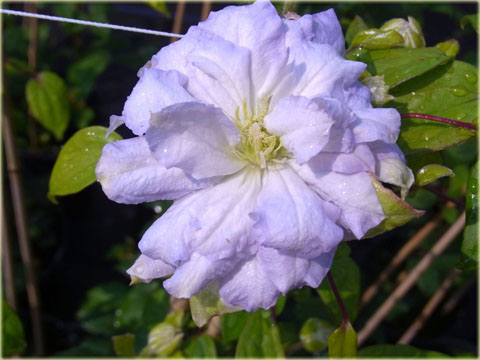 Powojnik Diamond Ball Clematis Diamond Ball