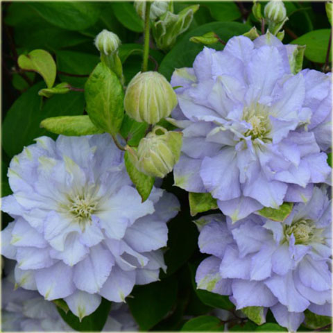 Powojnik Diamond Ball Clematis Diamond Ball