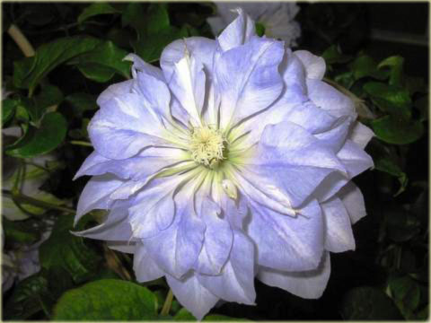 Powojnik Diamond Ball Clematis Diamond Ball