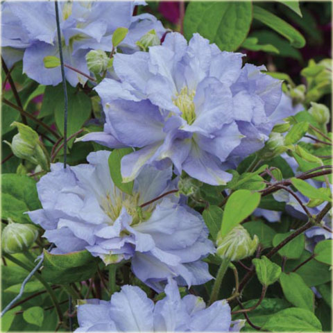 Powojnik Diamond Ball Clematis Diamond Ball