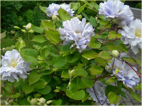 Powojnik Diamond Ball Clematis Diamond Ball