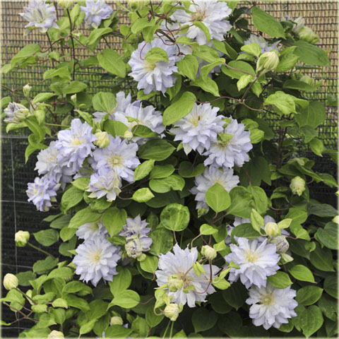 Powojnik Diamond Ball Clematis Diamond Ball